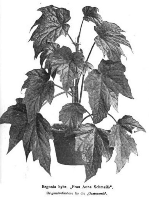 B. ‘Frau Anna Schmeifs’